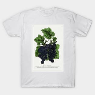 Black Champion Currants Lithograph (1900) T-Shirt